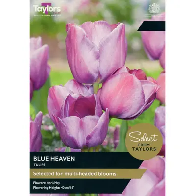 Taylors Select Tulip Blue Heaven