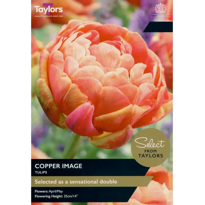 Taylors Select Tulip Copper Image