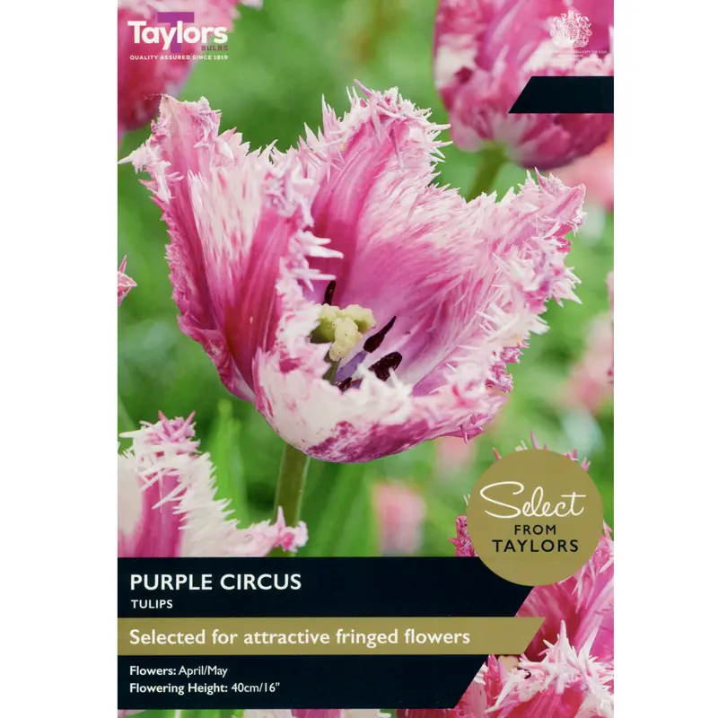 Taylors Select Tulip Purple Circus