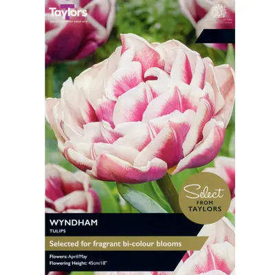 Taylors Select Tulip Wyndham