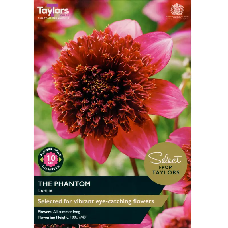 Taylors Select Dahlia The Phantom