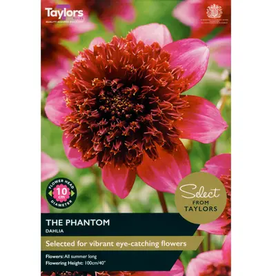 Taylors Select Dahlia The Phantom