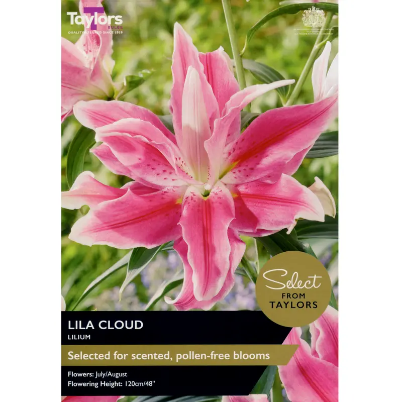 Taylors Select Lily Lila Cloud