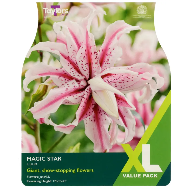 Taylors XL Value Lily Magic Star