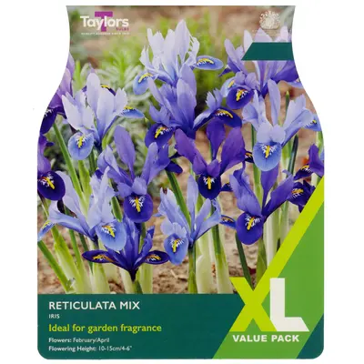 Taylors XL Iris Reticulata Mix
