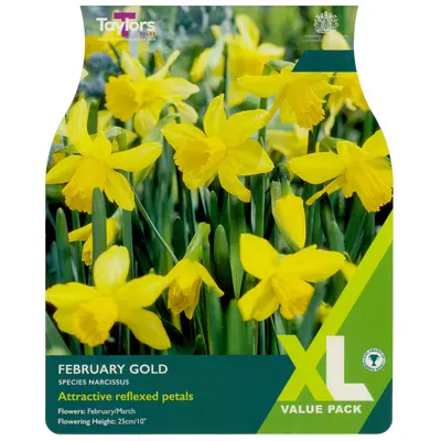 Taylors XL Narcissus February Gold
