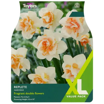 Taylors XL Narcissus Replete