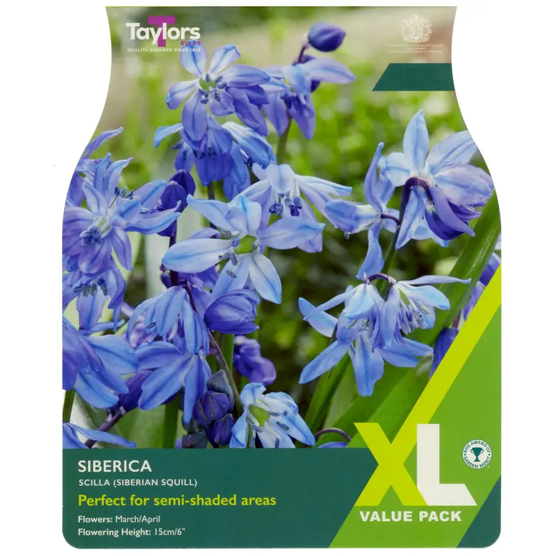 Taylors XL Scilla Siberica