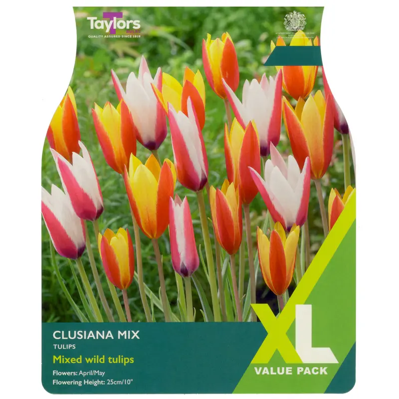 Taylors XL Tulip Clusiana Mix