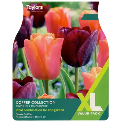 Taylors XL Tulip Copper Collection