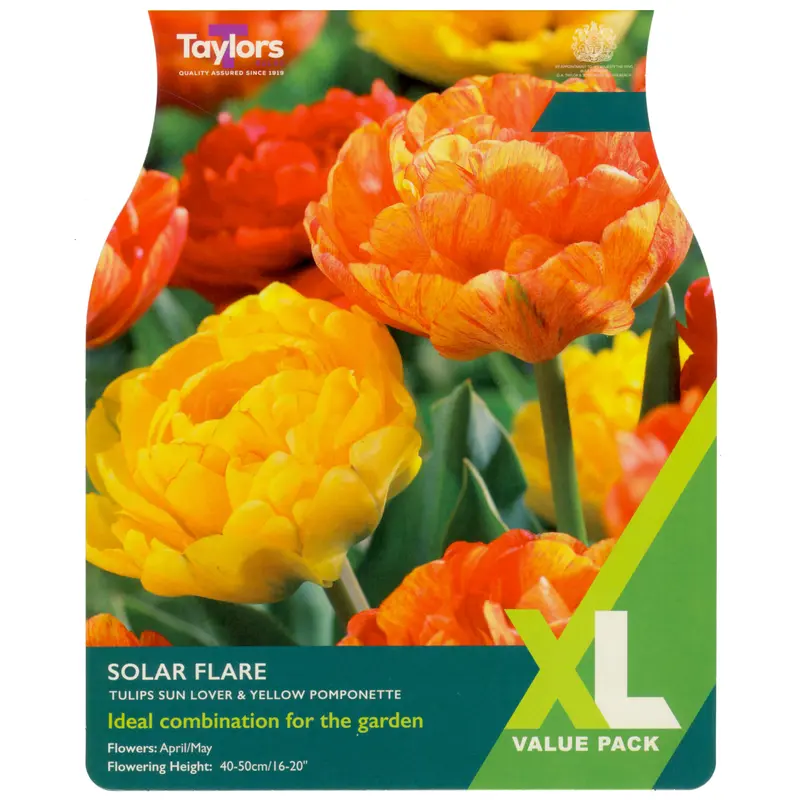 Taylors XL Tulip Solar Flare Mix