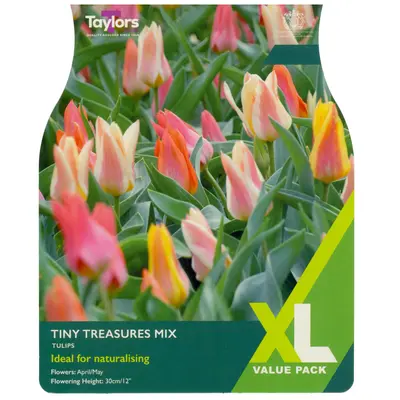Taylors XL Tulip Tiny Treasures Mix