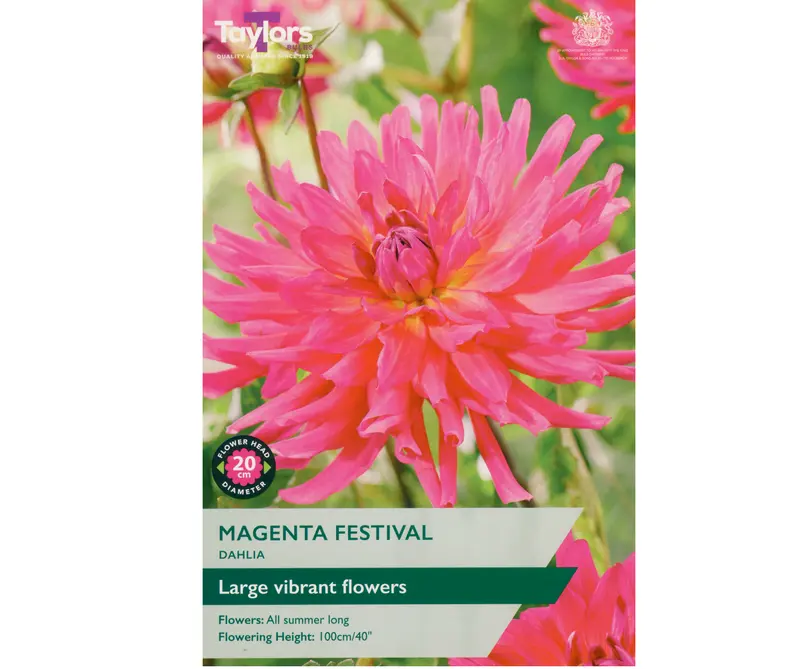 Taylors Dahlia Magenta Festival