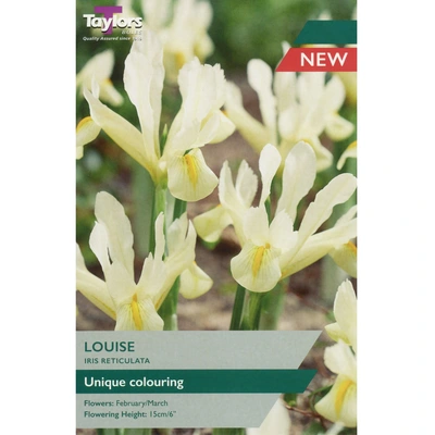 Taylors Iris Histrioides Louise