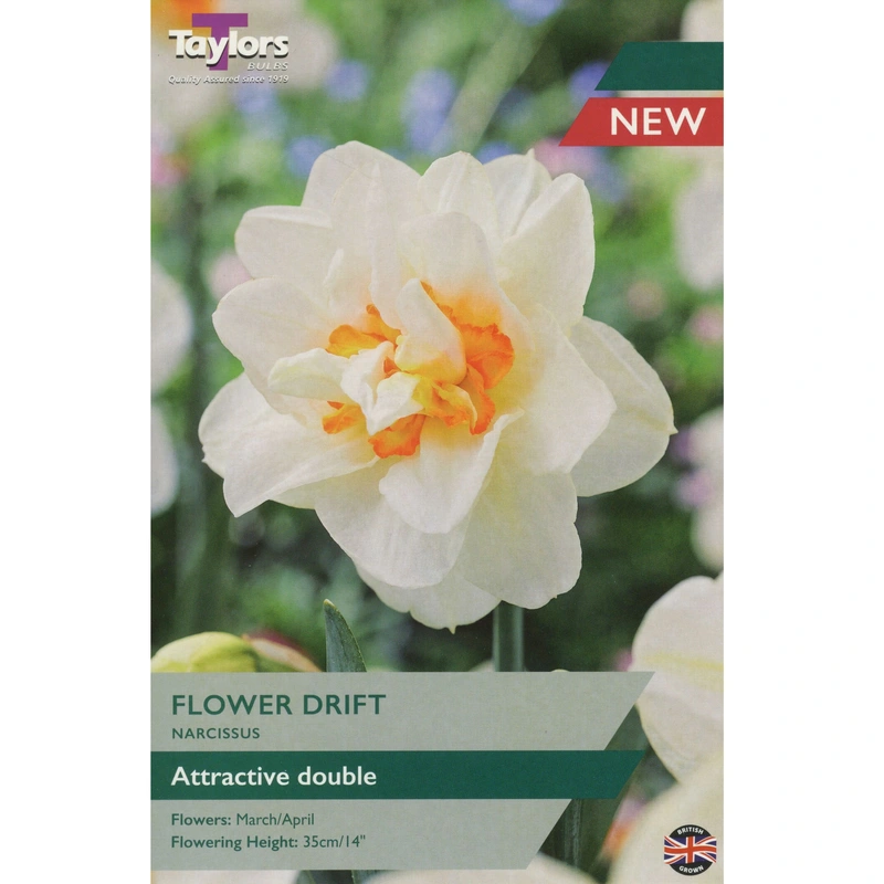 Taylors Narcissus Flower Drift