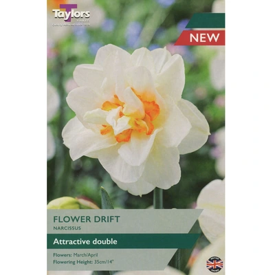 Taylors Narcissus Flower Drift