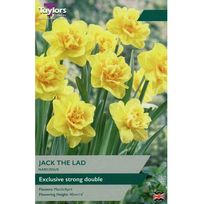 Taylors Narcissus Jack The Lad