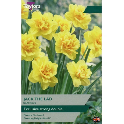 Taylors Narcissus Jack The Lad