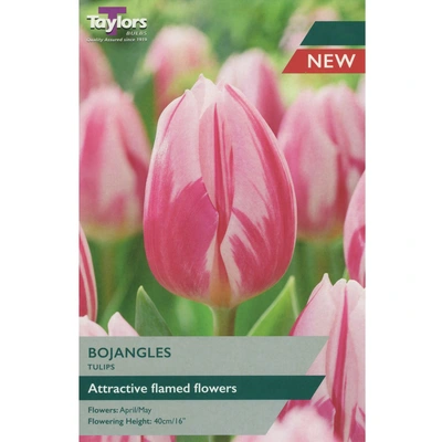 Taylors Tulip Bojangles