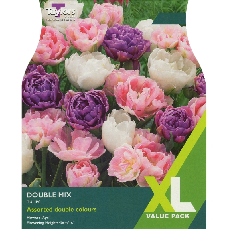 Taylors XL Tulip Double Mix