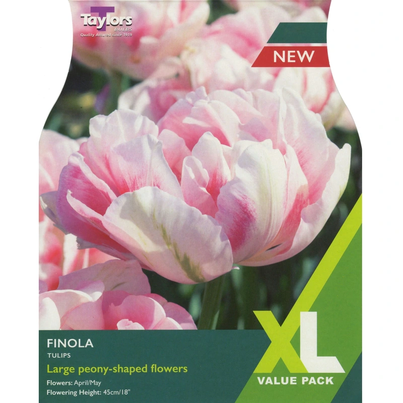 Taylors XL Tulip Finola