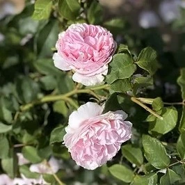Hybrid Tea Rose Enchantress