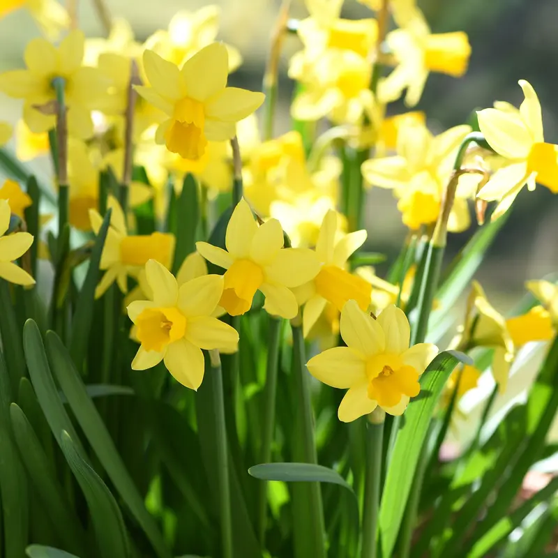 Taylors Pillow Net Narcissus Tete A Tete