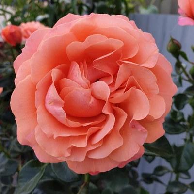 Floribunda Rose Coral Gardens ROTY 2026