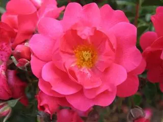 Groundcover Rose Flower Carpet Pink Supreme