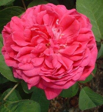 Shrub Rose Rose De Rescht