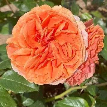 Hybrid Tea Rose Duchess of Cornwall AGM