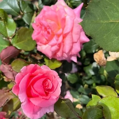 Floribunda Rose Congratulations