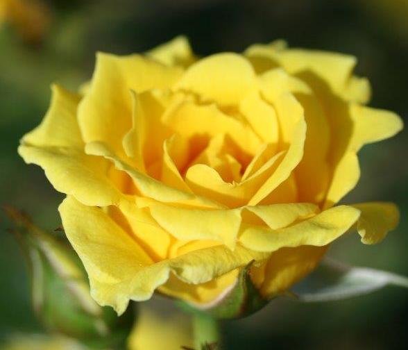 Patio Standard Rose Yellow