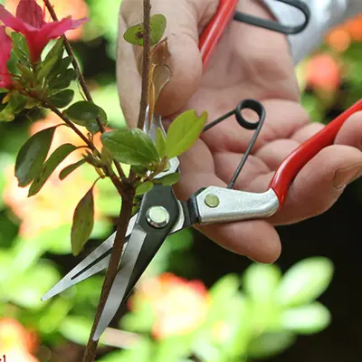 Darlac Vine Scissors - image 2