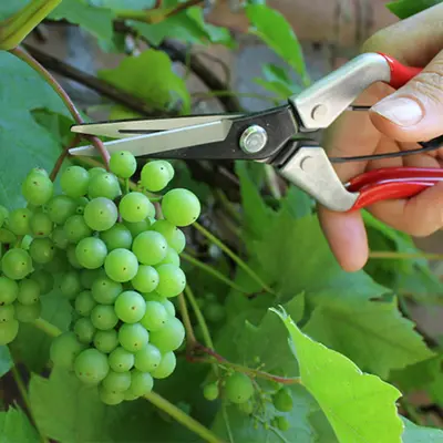 Darlac Vine Scissors - image 3