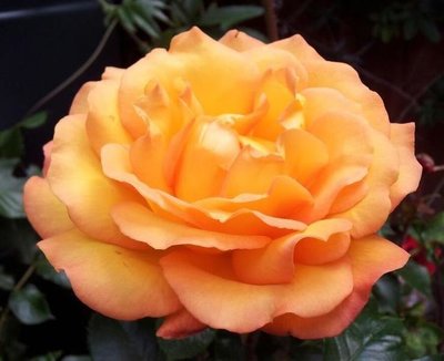 Floribunda Rose Precious Amber