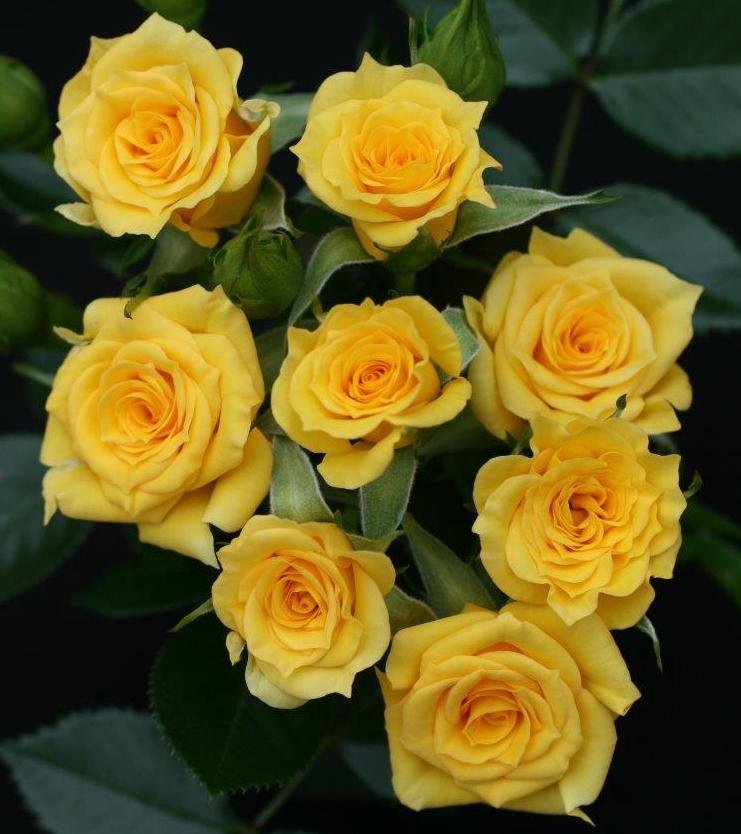 Patio Rose Flower Power Gold