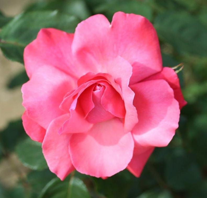 Climbing Rose Galway Bay