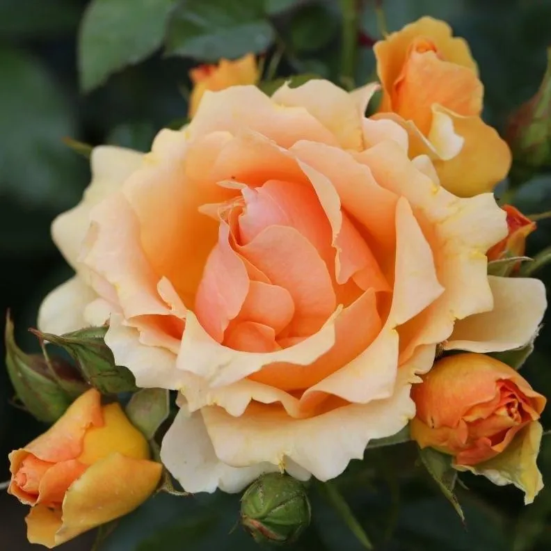 Floribunda Rose Queen Bee