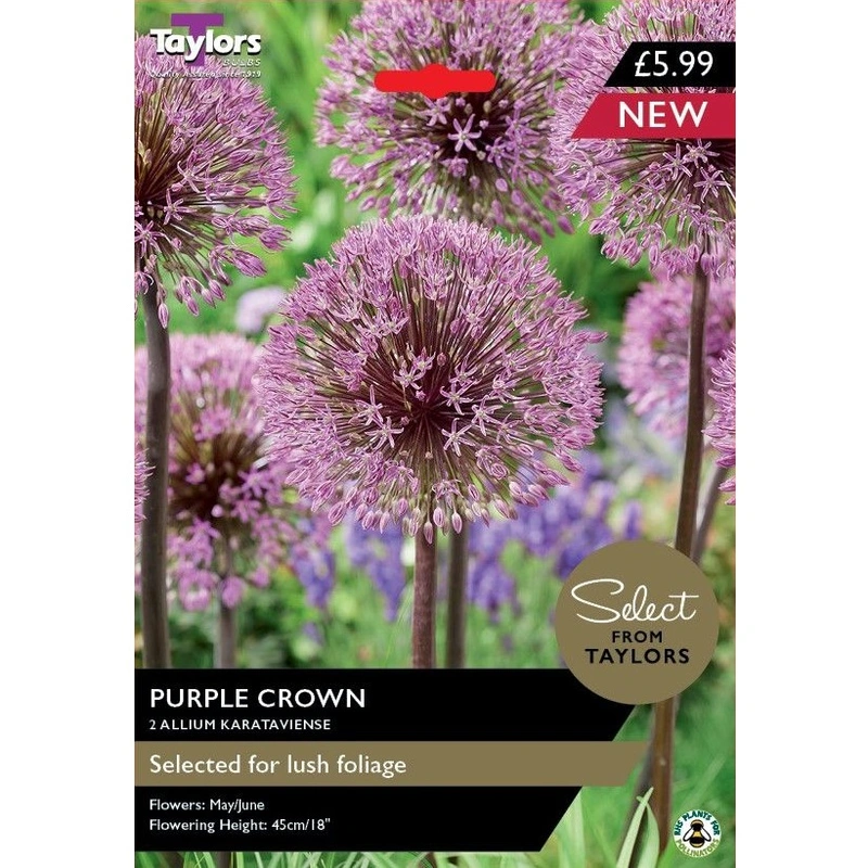 Taylors Select Allium Karataviense Purple Crown