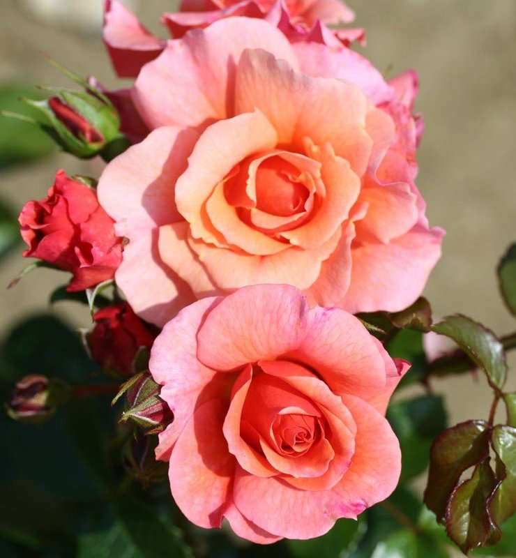 Standard Rose Summer Beauty