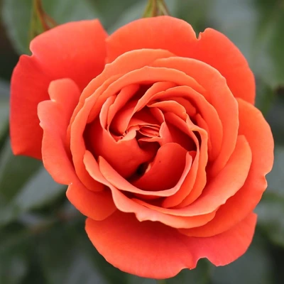 Floribunda Rose One Love