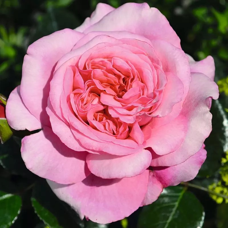 Hybrid Tea Rose Timeless® Pink