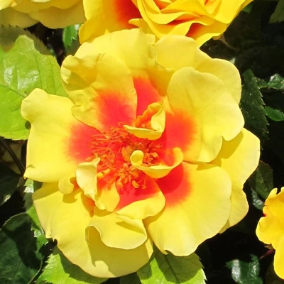 Climbing Rose Peters Persica