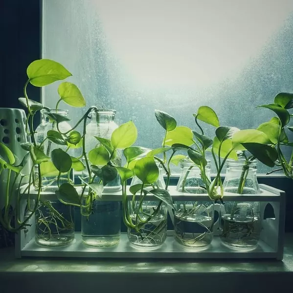 Propagation Accessories