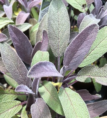 Purple Sage Herb 12cm