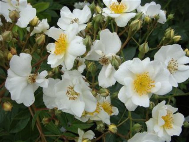 Rambling Rector Rambler Rose