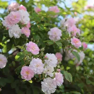 Rambling Rose Paul's Himalayan Musk