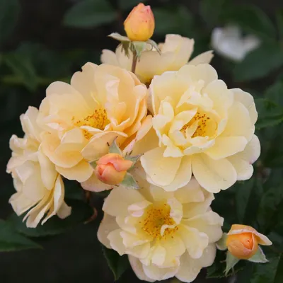 Rambling Rose Sunny Siluetta