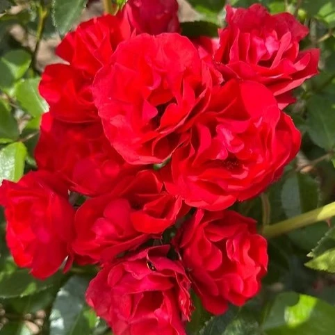 Rambling Rose Super Elfin